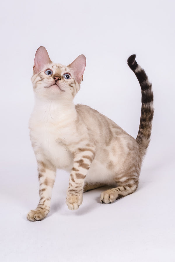 Wanda | Bengal Kitten