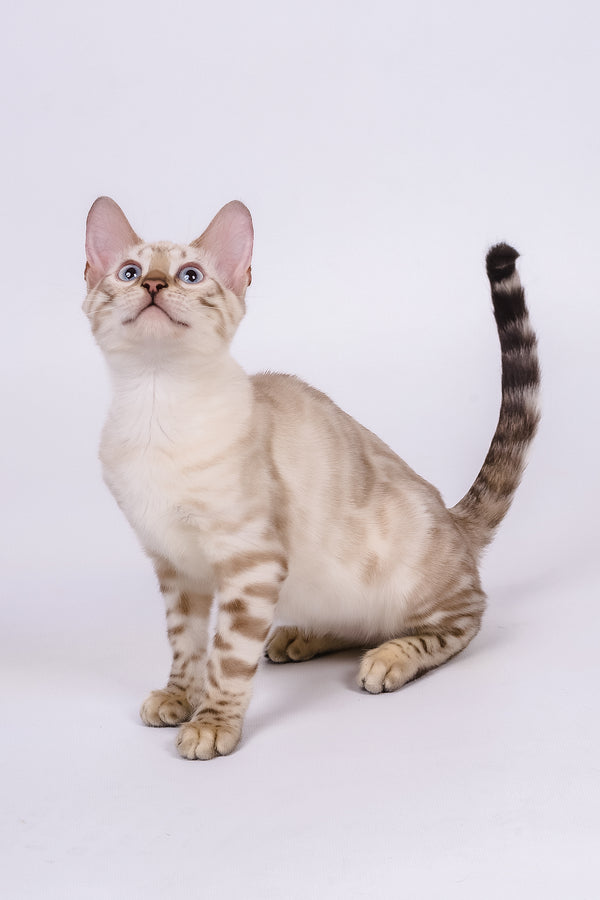 Wanda | Bengal Kitten