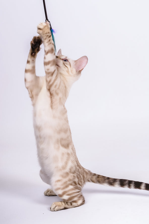 Wanda | Bengal Kitten