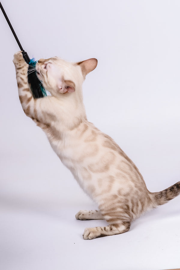 Wanda | Bengal Kitten