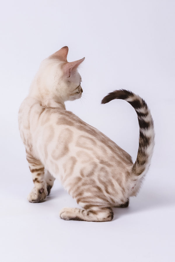 Wanda | Bengal Kitten