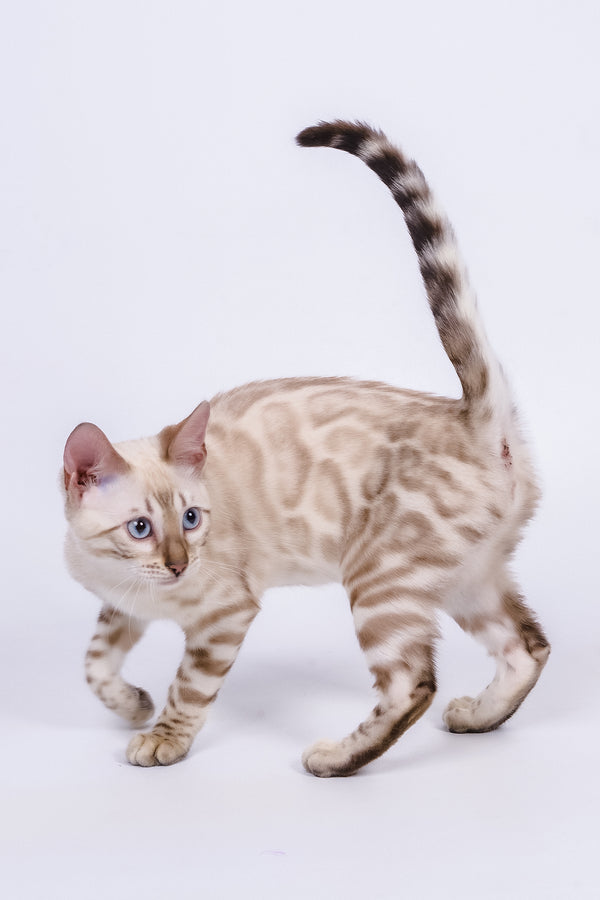 Wanda | Bengal Kitten