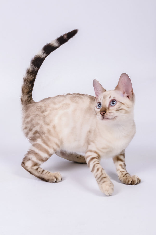 Wanda | Bengal Kitten