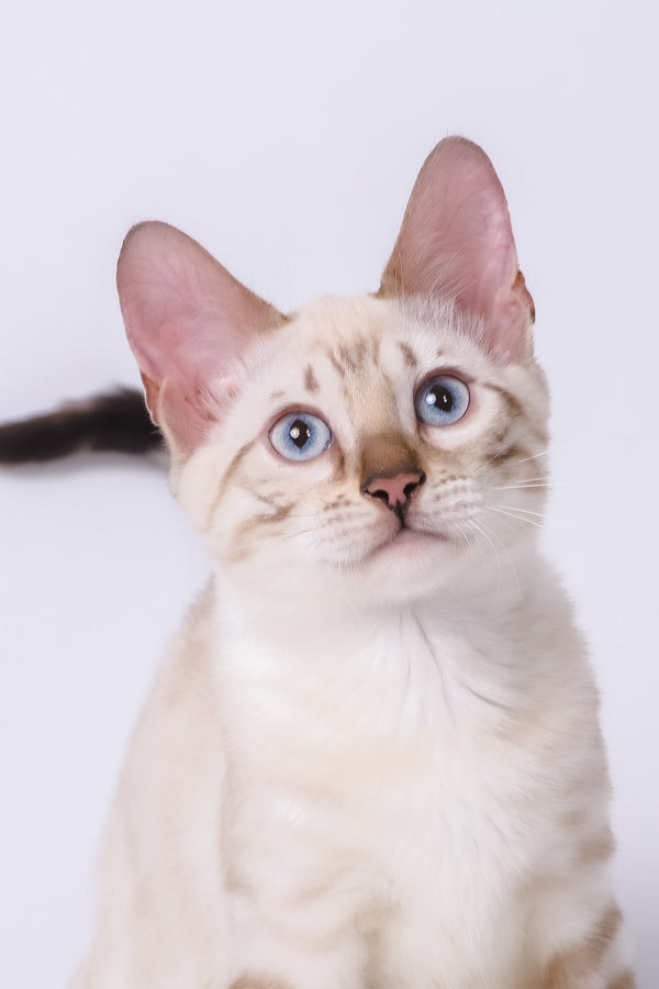 Wanda | Bengal Kitten