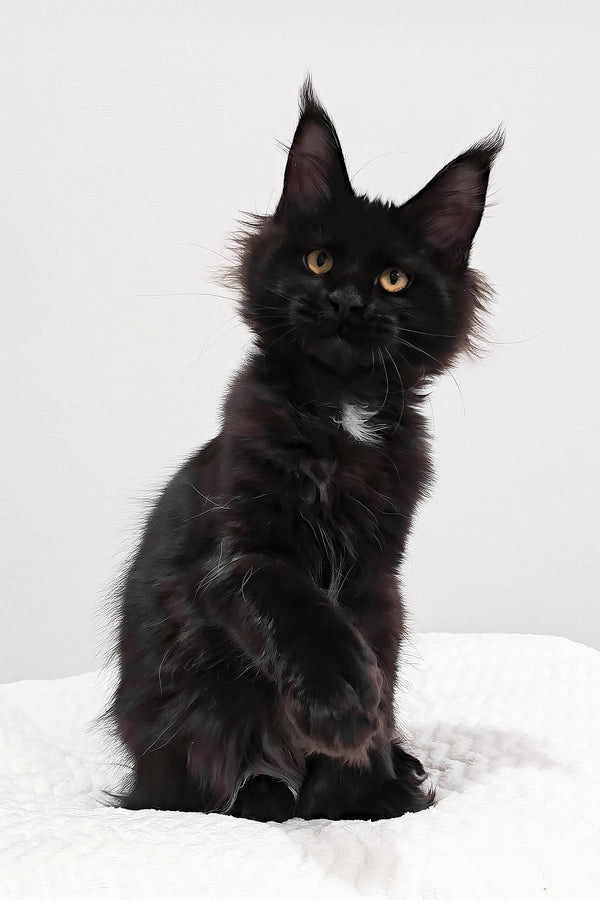 Wednesday | Polydactyl Maine Coon Kitten