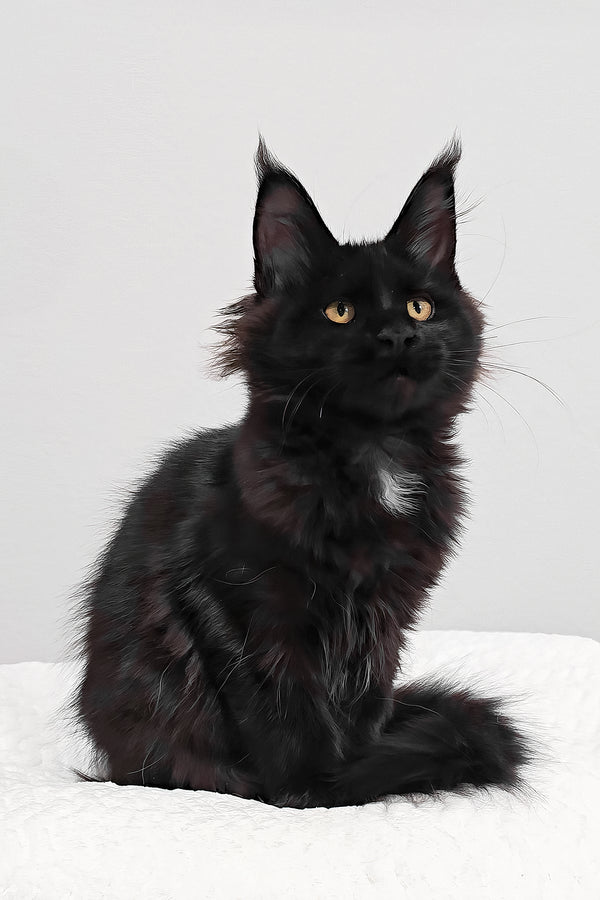 Wednesday | Polydactyl Maine Coon Kitten