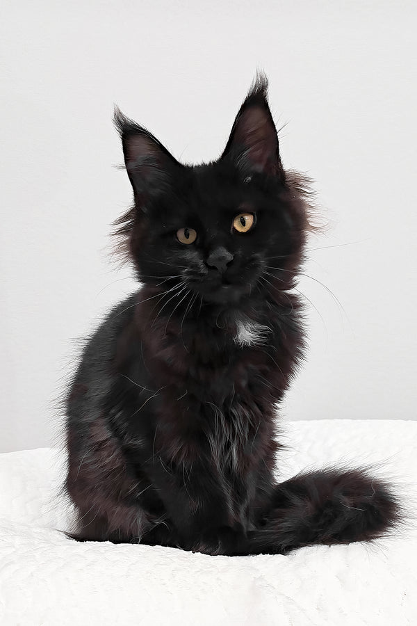 Wednesday | Polydactyl Maine Coon Kitten
