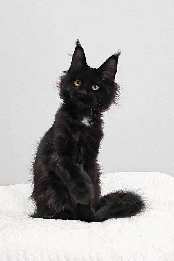 Wednesday | Polydactyl Maine Coon Kitten