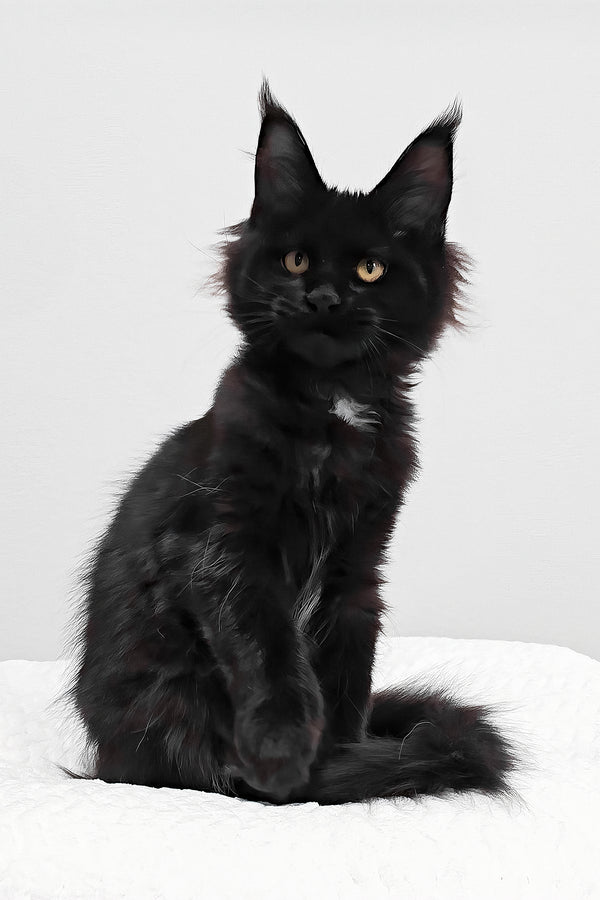 Wednesday | Polydactyl Maine Coon Kitten