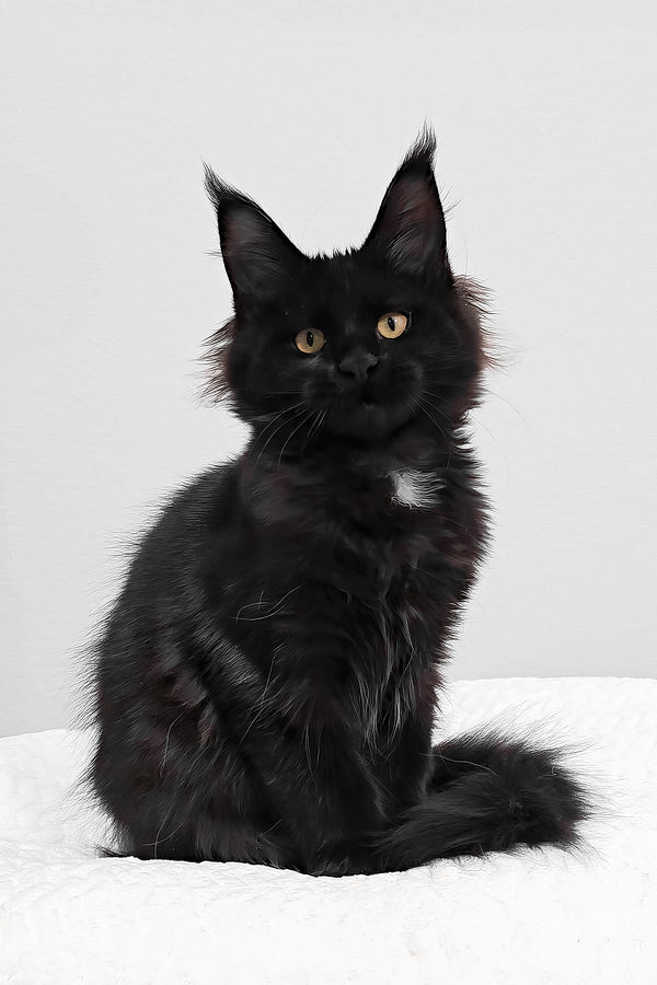 Wednesday | Polydactyl Maine Coon Kitten