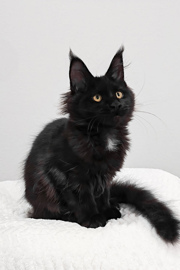 Wednesday | Polydactyl Maine Coon Kitten