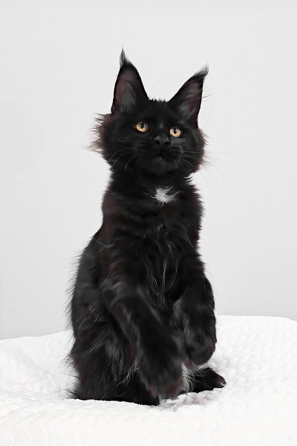 Wednesday | Polydactyl Maine Coon Kitten
