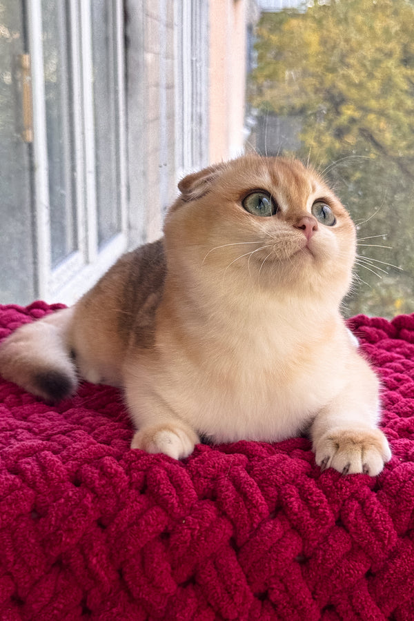 Weesy | Scottish Fold Kitten