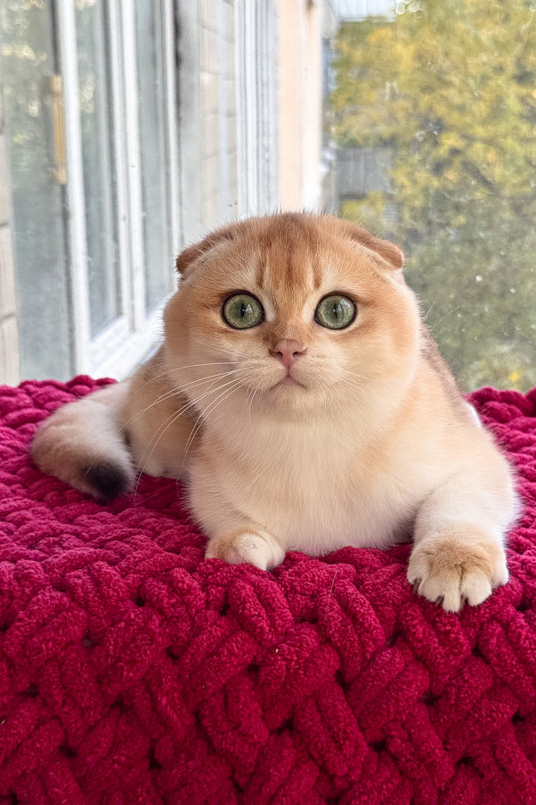 Weesy | Scottish Fold Kitten