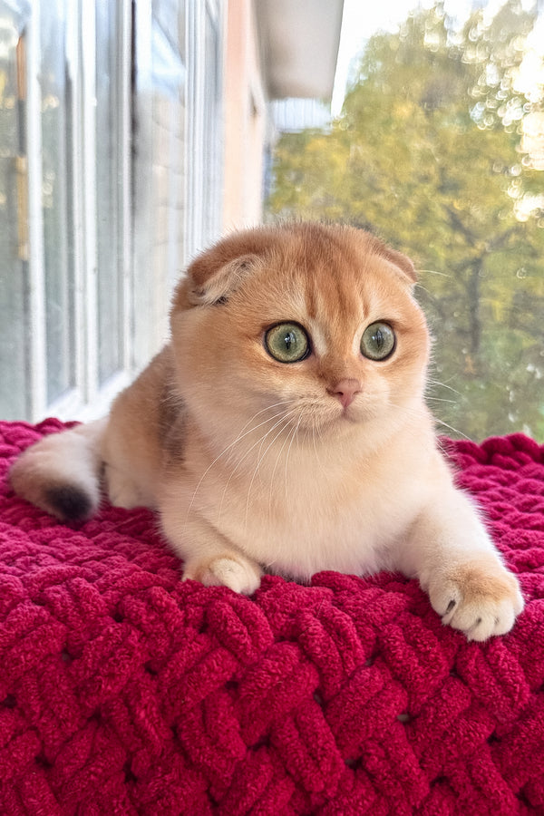 Weesy | Scottish Fold Kitten