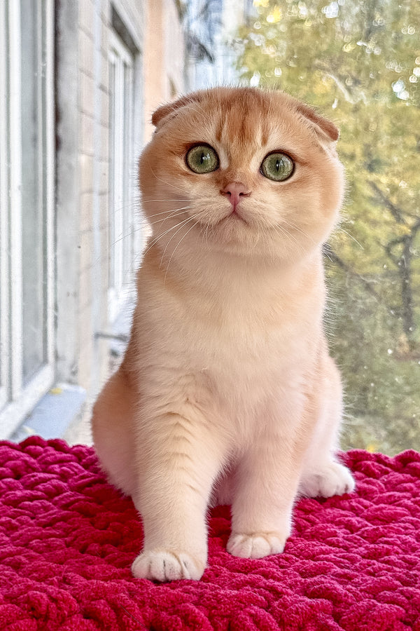 Weesy | Scottish Fold Kitten