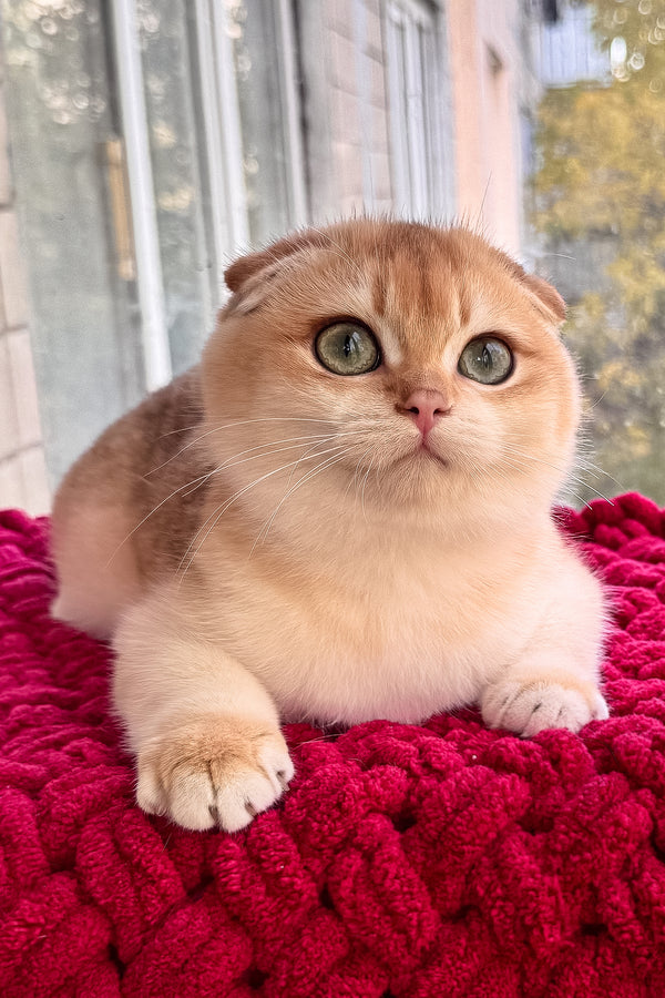 Weesy | Scottish Fold Kitten
