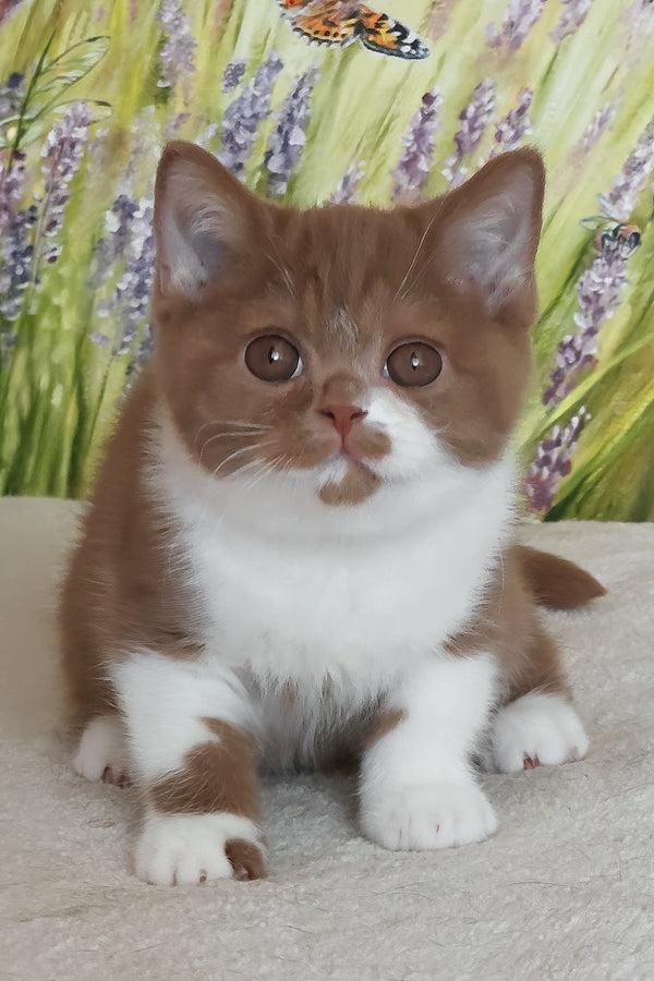 Welisa | British Shorthair Kitten
