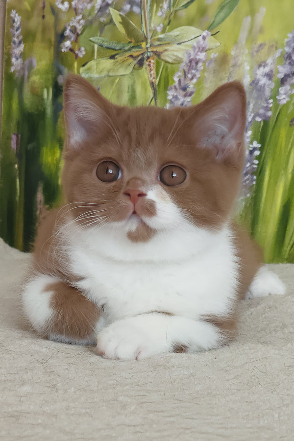 Welisa | British Shorthair Kitten