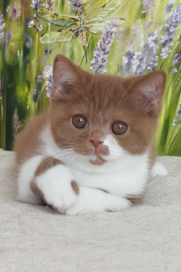 Welisa | British Shorthair Kitten