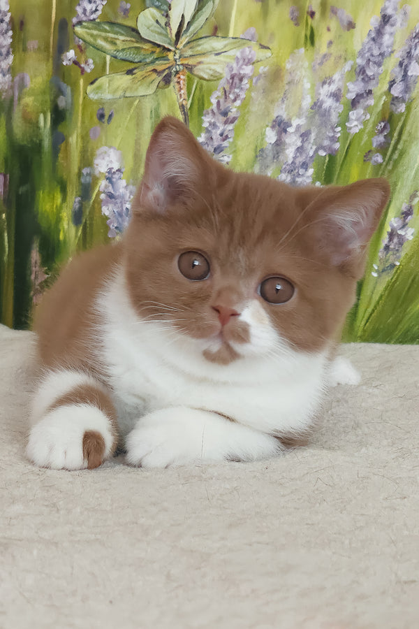 Welisa | British Shorthair Kitten
