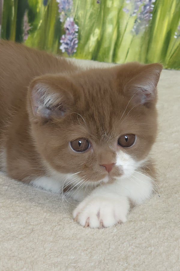 Welisa | British Shorthair Kitten