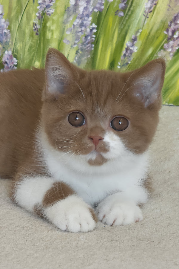Welisa | British Shorthair Kitten