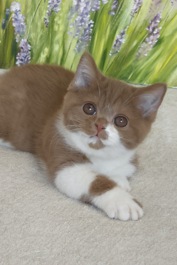 Welisa | British Shorthair Kitten