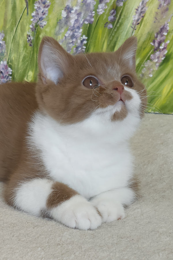Welisa | British Shorthair Kitten
