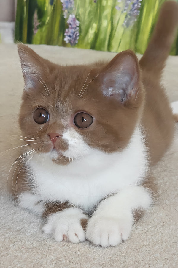 Welisa | British Shorthair Kitten
