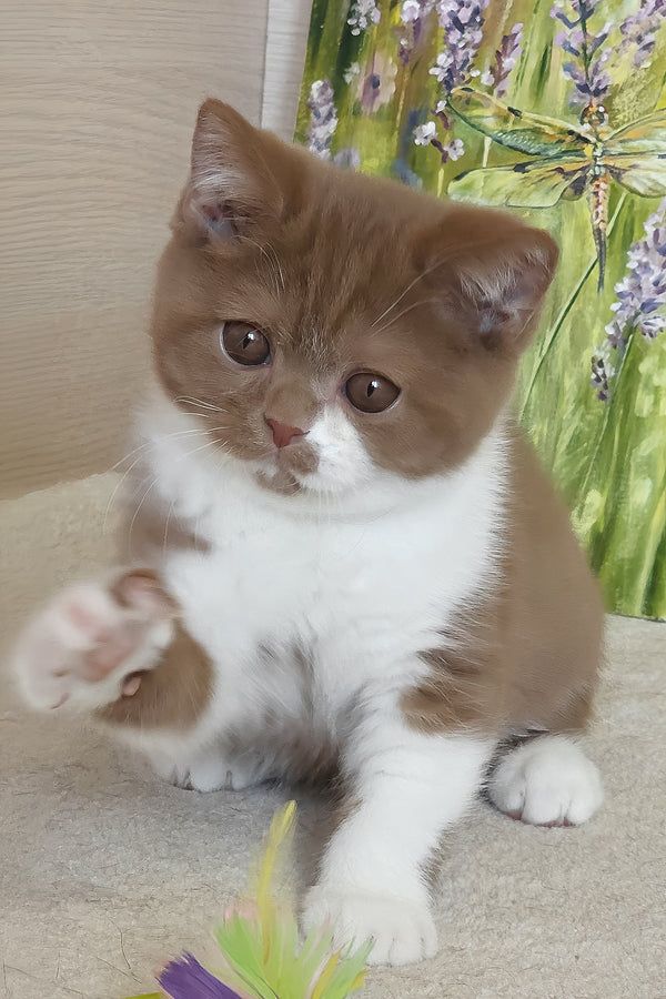 Welisa | British Shorthair Kitten