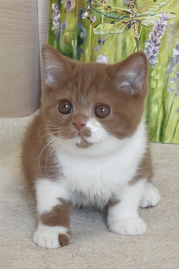 Welisa | British Shorthair Kitten
