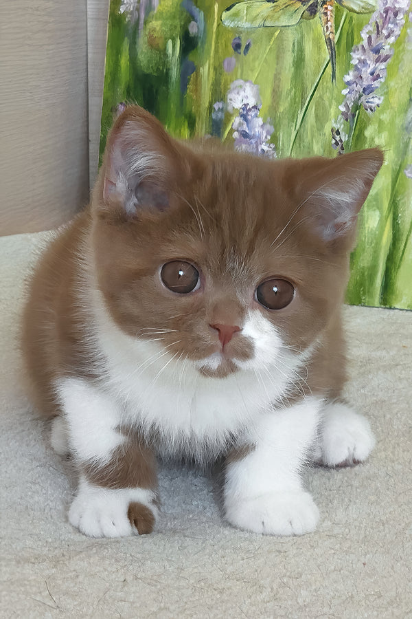 Welisa | British Shorthair Kitten