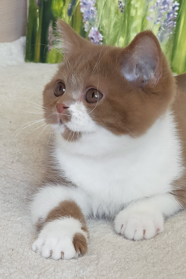 Welisa | British Shorthair Kitten