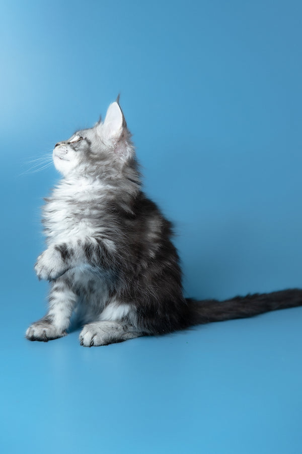 Whiskey | Maine Coon Kitten