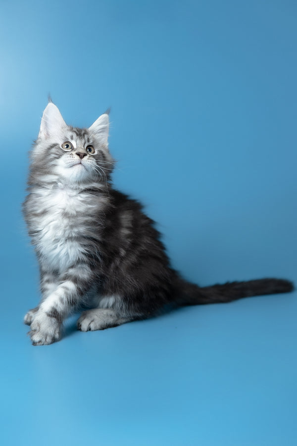 Whiskey | Maine Coon Kitten
