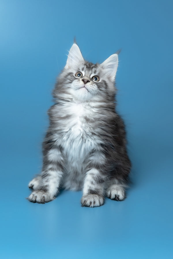 Whiskey | Maine Coon Kitten