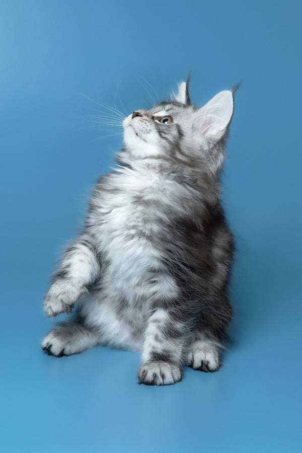 Whiskey | Maine Coon Kitten