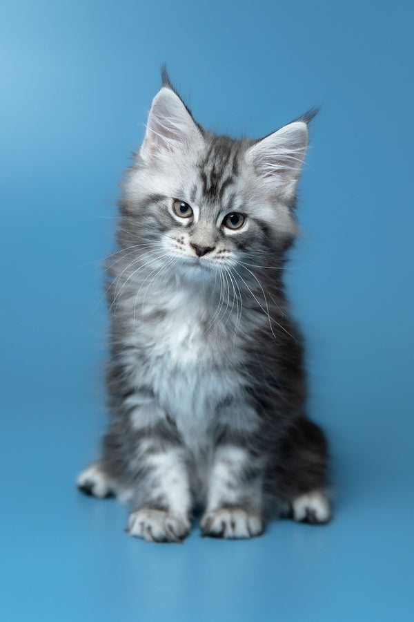 Whiskey | Maine Coon Kitten