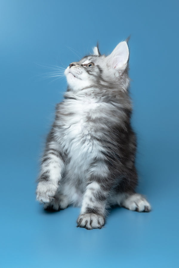 Whiskey | Maine Coon Kitten