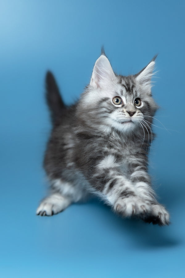 Whiskey | Maine Coon Kitten