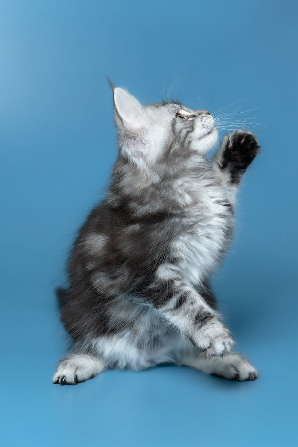 Whiskey | Maine Coon Kitten