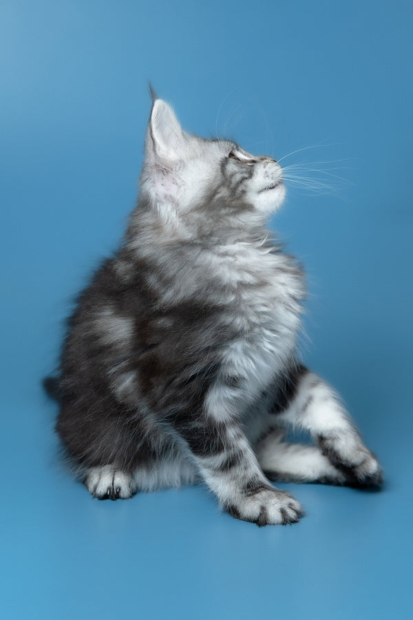 Whiskey | Maine Coon Kitten