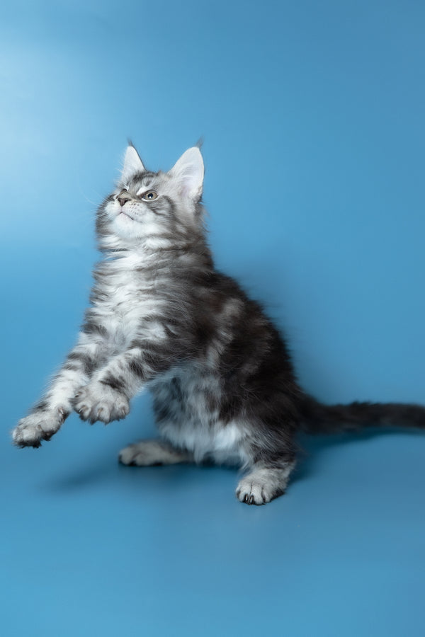 Whiskey | Maine Coon Kitten