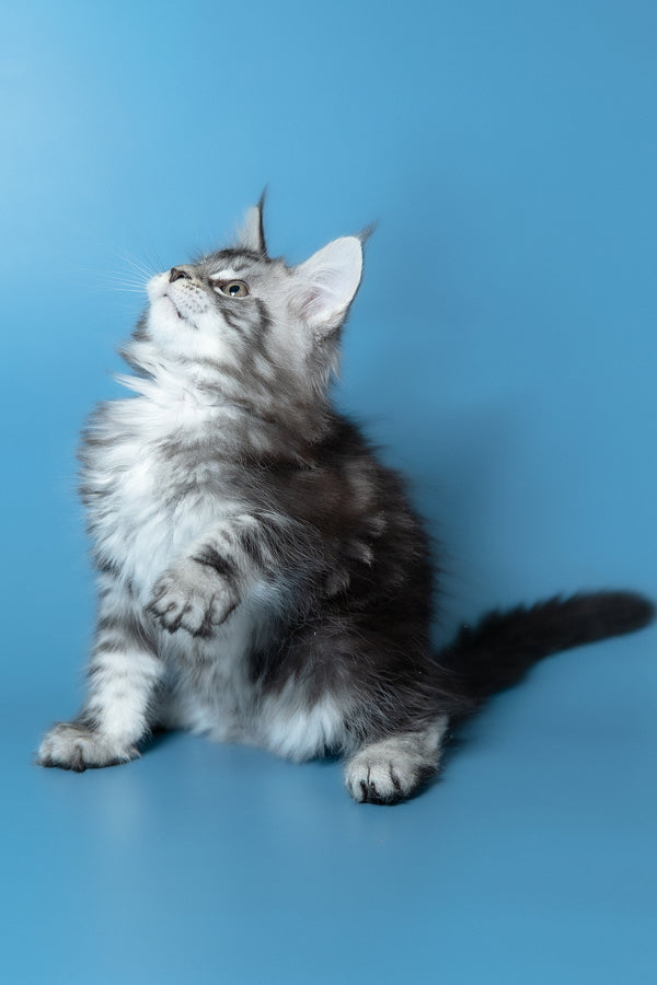 Whiskey | Maine Coon Kitten