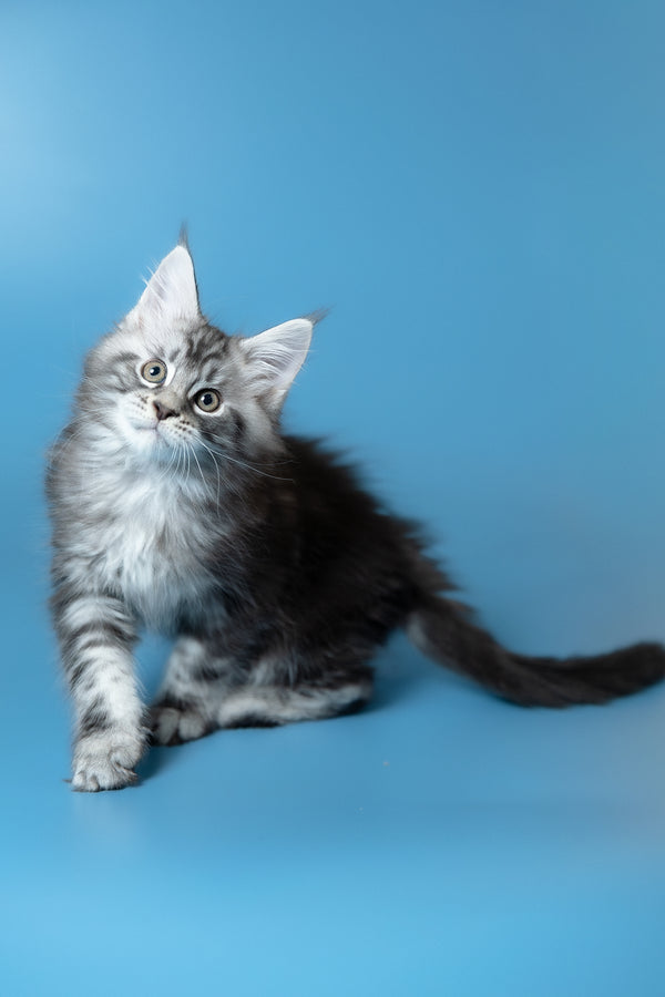 Whiskey | Maine Coon Kitten