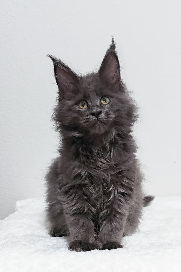Willow | Polydactyl Maine Coon Kitten