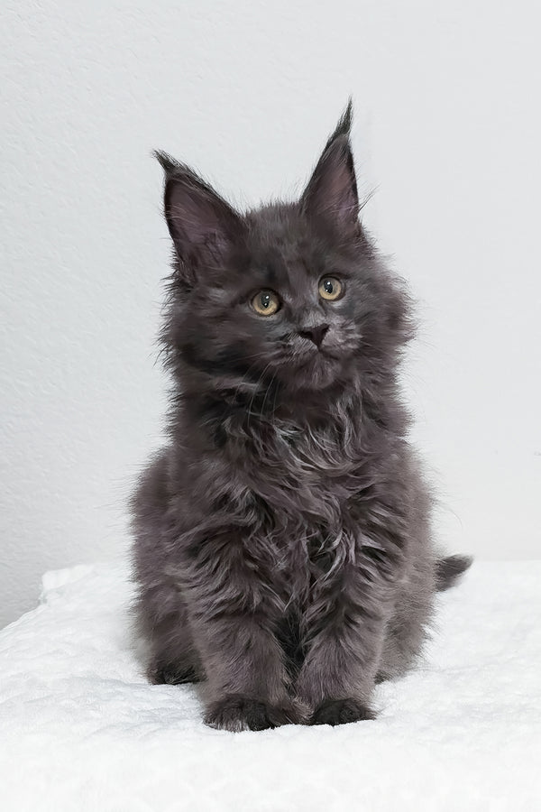 Willow | Polydactyl Maine Coon Kitten