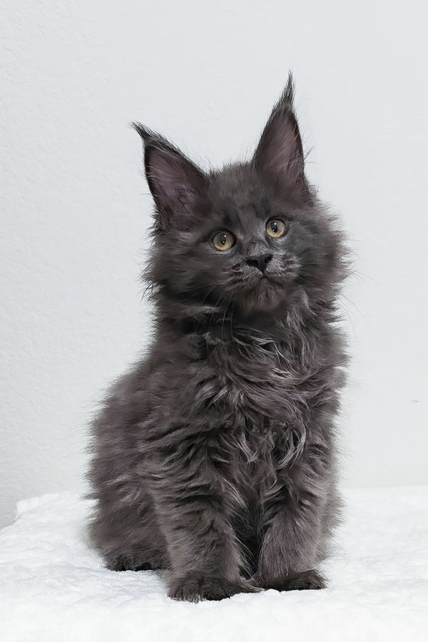 Willow | Polydactyl Maine Coon Kitten