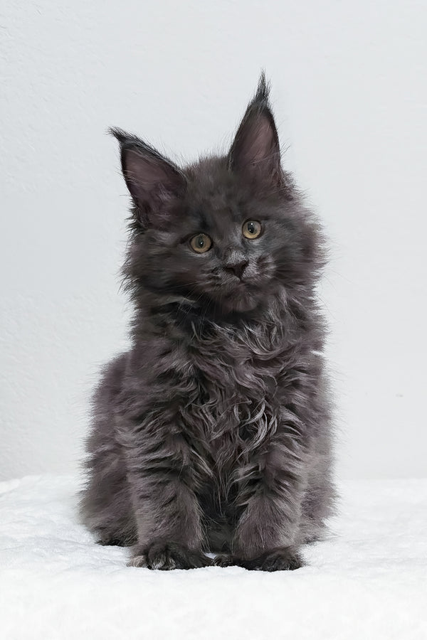 Willow | Polydactyl Maine Coon Kitten